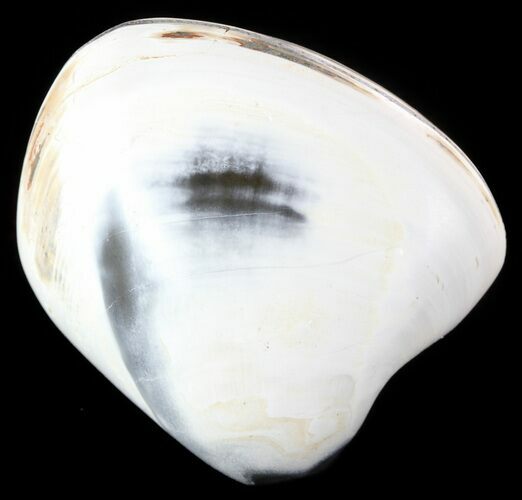 Polished Fossil Astarte Clam - Cretaceous #45800